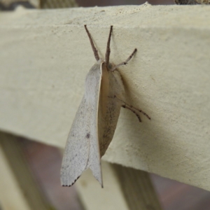 Arhodia lasiocamparia at Kambah, ACT - 27 Jan 2019 05:58 PM