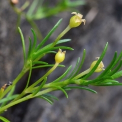 Sagina namadgi (Native Pearlwort) at Bolaro, NSW - 20 Jan 2019 by DavidMcKay