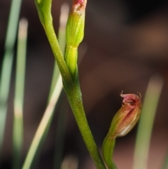 Speculantha multiflora (Tall Tiny Greenhood) at Coree, ACT - 29 Jan 2019 by KenT
