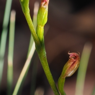 Speculantha multiflora (Tall Tiny Greenhood) at Coree, ACT - 29 Jan 2019 by KenT
