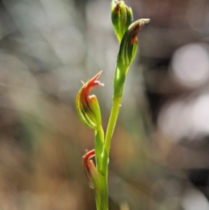 Speculantha multiflora at Coree, ACT - 29 Jan 2019