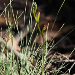 Speculantha multiflora at Coree, ACT - suppressed