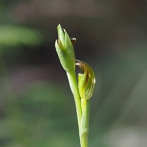 Speculantha multiflora at Coree, ACT - suppressed