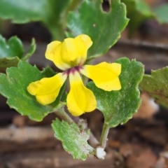 Goodenia hederacea subsp. alpestris at Coree, ACT - 29 Jan 2019 by KenT