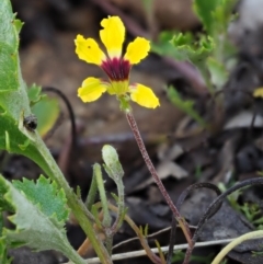 Goodenia hederacea subsp. alpestris at Coree, ACT - 29 Jan 2019 09:02 AM