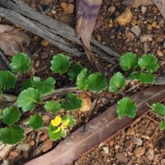 Goodenia hederacea subsp. alpestris at Coree, ACT - 29 Jan 2019 09:02 AM