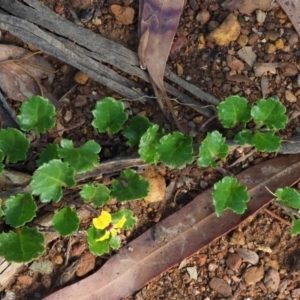 Goodenia hederacea subsp. alpestris at Coree, ACT - 29 Jan 2019 09:02 AM