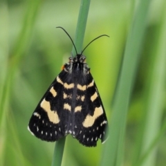 Phalaenoides tristifica (Willow-herb Day-moth) at Coree, ACT - 19 Nov 2018 by KenT