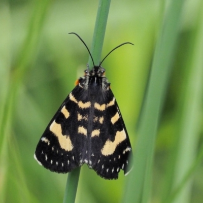 Phalaenoides tristifica (Willow-herb Day-moth) at Coree, ACT - 19 Nov 2018 by KenT