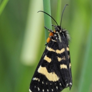 Phalaenoides tristifica at Coree, ACT - 20 Nov 2018