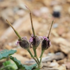 Pelargonium australe at Coree, ACT - 7 Jan 2019