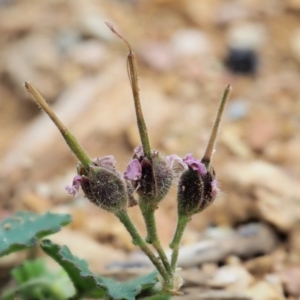 Pelargonium australe at Coree, ACT - 7 Jan 2019