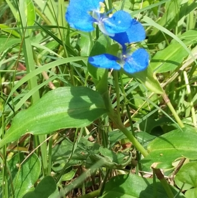 Commelina cyanea (Scurvy Weed) at - 30 Jan 2019 by GLemann