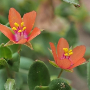 Lysimachia arvensis at Coree, ACT - 7 Jan 2019