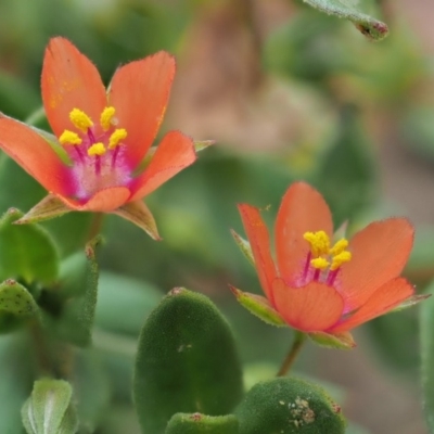 Lysimachia arvensis (Scarlet Pimpernel) at Coree, ACT - 7 Jan 2019 by KenT