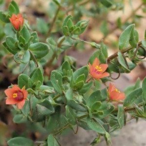 Lysimachia arvensis at Coree, ACT - 7 Jan 2019 11:43 AM