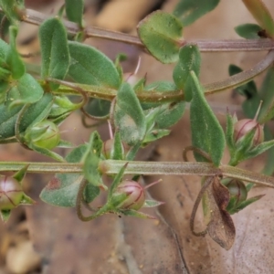 Lysimachia arvensis at Coree, ACT - 7 Jan 2019