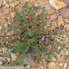 Lysimachia arvensis at Coree, ACT - 7 Jan 2019