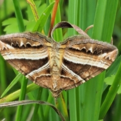 Chrysolarentia conifasciata (Broad-banded Carpet) at Coree, ACT - 7 Jan 2019 by KenT