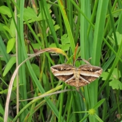 Chrysolarentia conifasciata at Coree, ACT - 7 Jan 2019