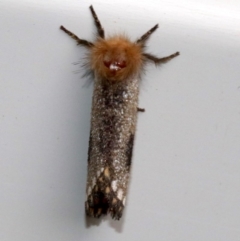 Epicoma contristis (Yellow-spotted Epicoma Moth) at Ainslie, ACT - 28 Jan 2019 by jbromilow50