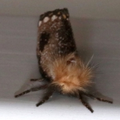 Epicoma contristis at Ainslie, ACT - 28 Jan 2019