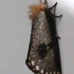 Epicoma contristis at Ainslie, ACT - 28 Jan 2019