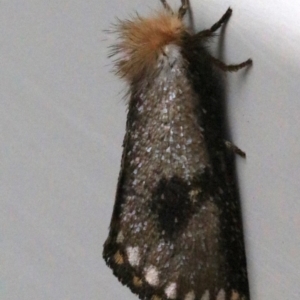 Epicoma contristis at Ainslie, ACT - 28 Jan 2019 02:30 PM