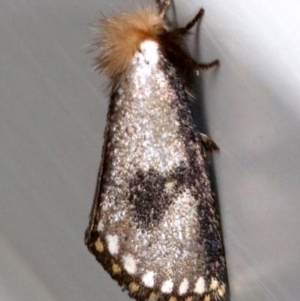 Epicoma contristis at Ainslie, ACT - 28 Jan 2019