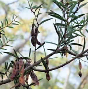 Acacia siculiformis at Booth, ACT - 14 Jan 2019