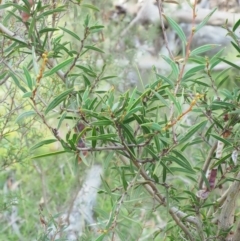 Acacia siculiformis at Booth, ACT - 14 Jan 2019 07:21 AM