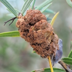 Uromycladium tepperianum s.lat. (Acacia gall rust) at Booth, ACT - 14 Jan 2019 by KenT