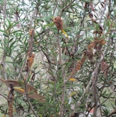 Uromycladium tepperianum s.lat. at Booth, ACT - 14 Jan 2019