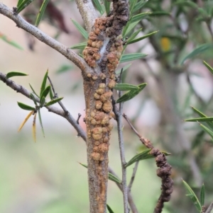 Uromycladium tepperianum s.lat. at Booth, ACT - 14 Jan 2019 07:23 AM