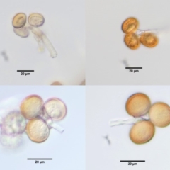 Uromycladium tepperianum s.lat. at Booth, ACT - 14 Jan 2019 07:23 AM