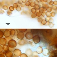 Uromycladium tepperianum s.lat. at Booth, ACT - 14 Jan 2019 07:23 AM