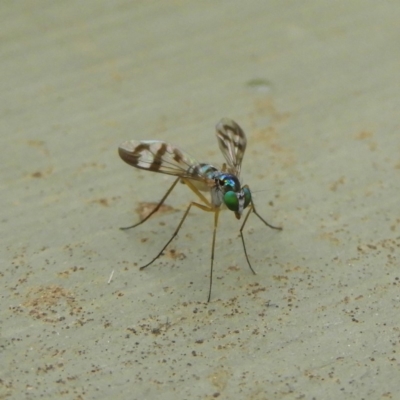 Heteropsilopus ingenuus (A long-legged fly) at Fyshwick, ACT - 28 Jan 2019 by MatthewFrawley