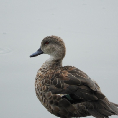 Anas gracilis (Grey Teal) at Fyshwick, ACT - 28 Jan 2019 by MatthewFrawley