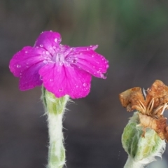 Silene coronaria (Rose Campion) at Namadgi National Park - 21 Jan 2019 by KenT