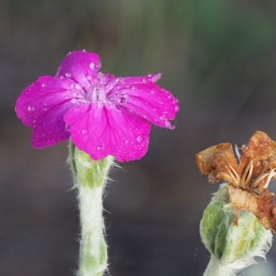 Silene coronaria (Rose Campion) at Namadgi National Park - 21 Jan 2019 by KenT