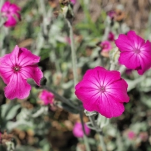 Silene coronaria at Namadgi National Park - 21 Jan 2019