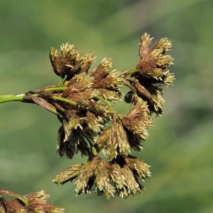 Scirpus polystachyus at Booth, ACT - 21 Jan 2019 08:26 AM