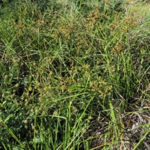 Scirpus polystachyus at Booth, ACT - 21 Jan 2019 08:26 AM