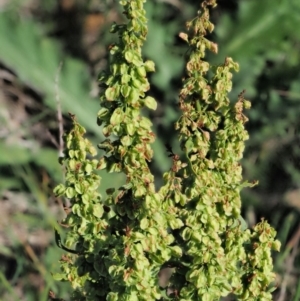 Rumex crispus at Booth, ACT - 21 Jan 2019 07:56 AM