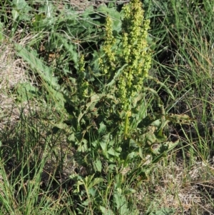 Rumex crispus at Booth, ACT - 21 Jan 2019