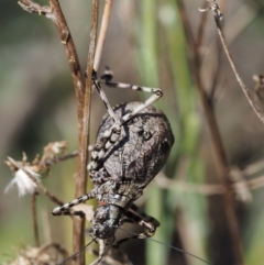 Acripeza reticulata (Mountain Katydid) at Booth, ACT - 20 Jan 2019 by KenT