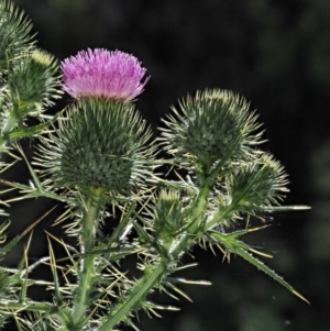 Cirsium vulgare at Booth, ACT - 21 Jan 2019