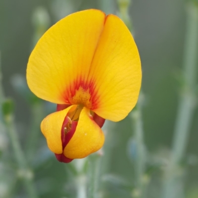 Mirbelia oxylobioides (Mountain Mirbelia) at Booth, ACT - 13 Jan 2019 by KenT