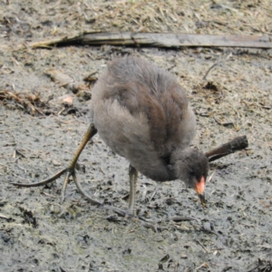 Gallinula tenebrosa at Fyshwick, ACT - 28 Jan 2019 05:03 PM