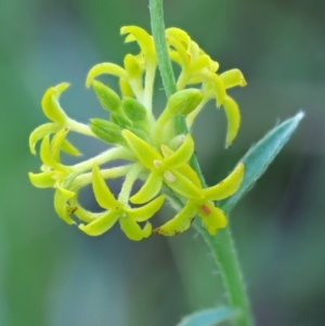 Pimelea curviflora at Booth, ACT - 14 Jan 2019 07:23 AM